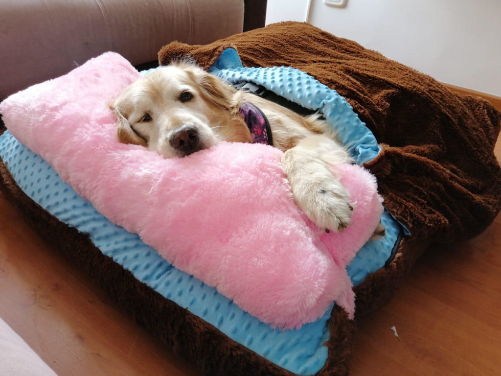 Cama Dreams