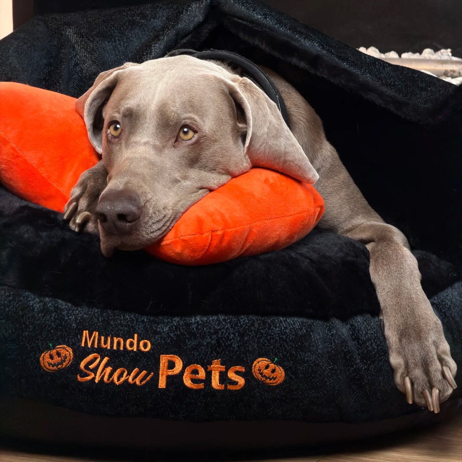 Mascota descansando en una cama Mundo Show Pets