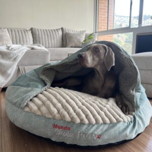 Sleeping Shell